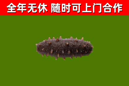 宜黄烟酒回收干海参.jpg